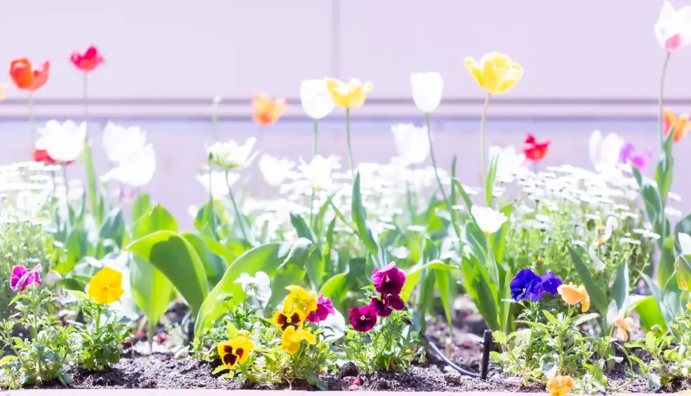四季折々の花と野菜の栽培